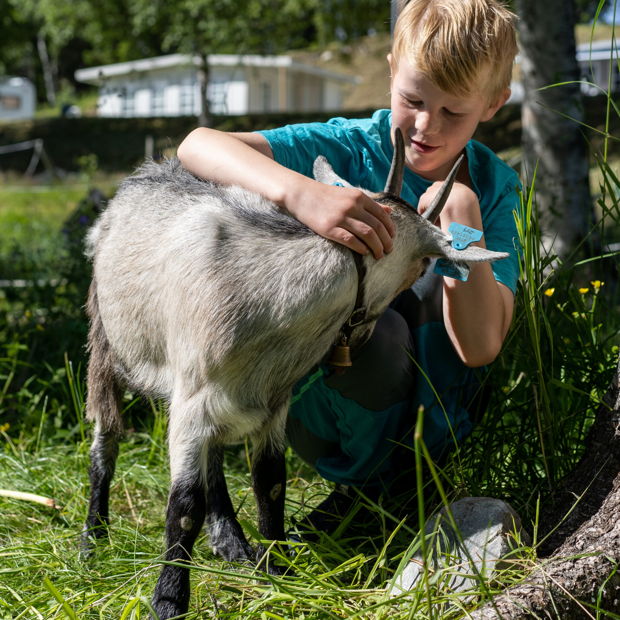 Boy in teal shirt gently petting a gray goat outdoors in a grassy yard.